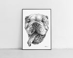 Lade das Bild in den Galerie-Viewer, English Bulldog Zeichnung von der Künstlerin Marilena Hamm aka Scribblezone