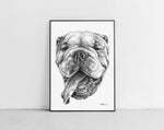 Lade das Bild in den Galerie-Viewer, Scribbled English Bulldog
