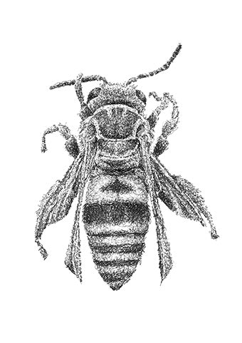 Bienen Zeichnung im Scribble-Stil der Künstlerin Marilena Hamm alias Scribblezone.