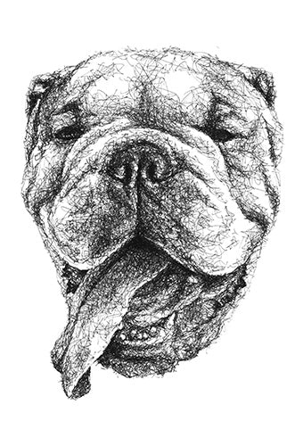 Englische Bulldogge Zeichnung im Scribble-Stil der Künstlerin Marilena Hamm alias Scribblezone.