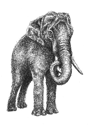 Elefanten Zeichnung im Scribble-Stil der Künstlerin Marilena Hamm alias Scribblezone.