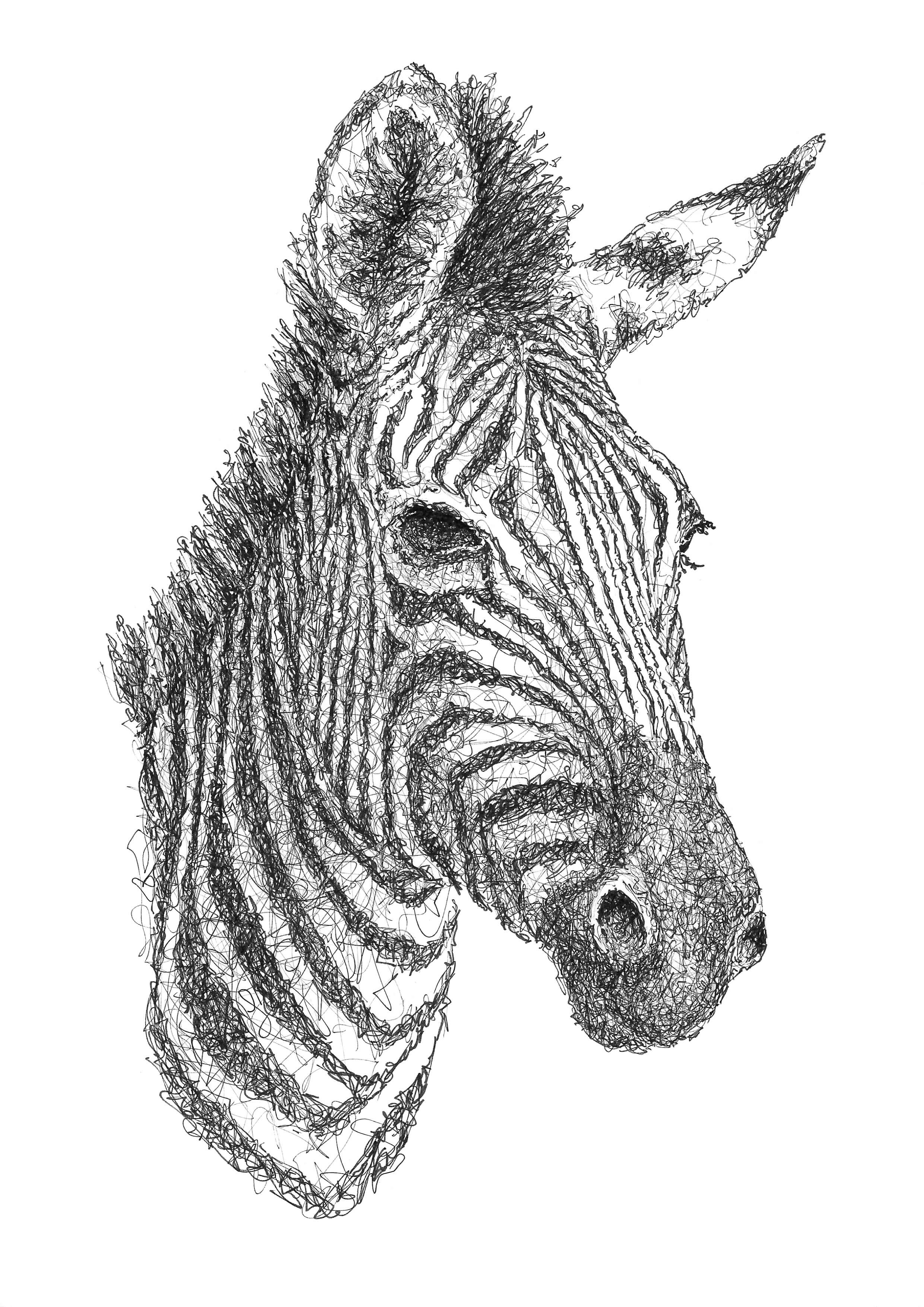 Zebra Zeichnung im Scribble-Stil der Künstlerin Marilena Hamm alias Scribblezone.